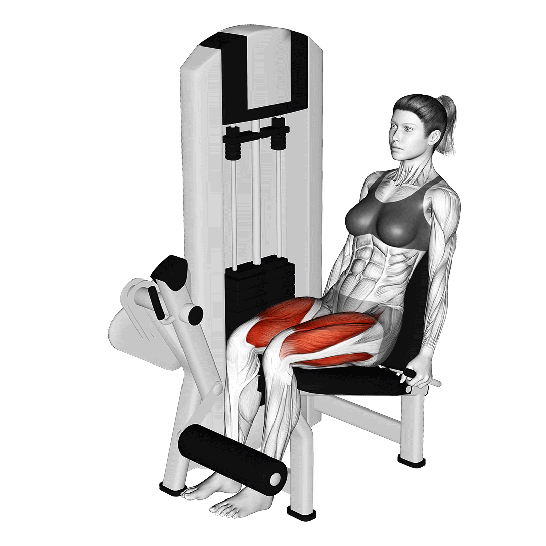 Leg Extension Machine Leg Extension Machine