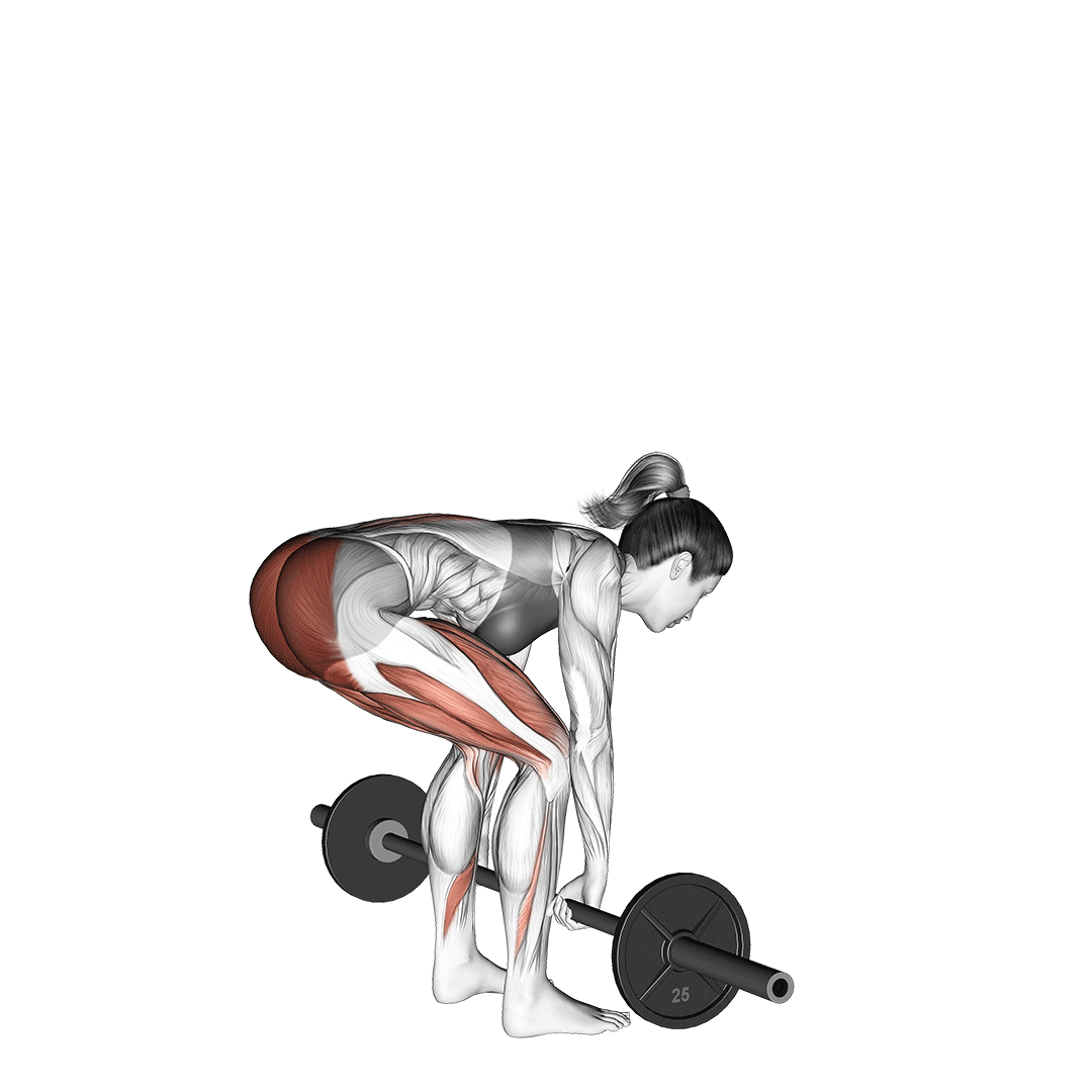 Barbell Conventional Deadlift demonstration