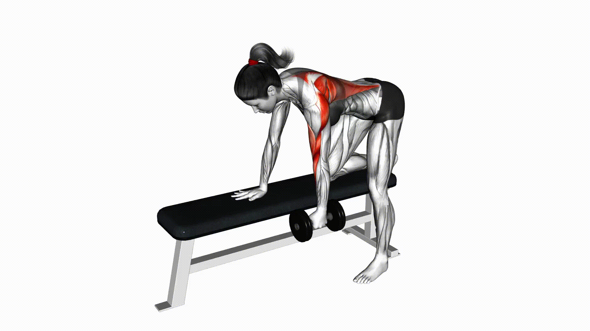 Single Arm Dumbbell Row Single Arm Dumbbell Row