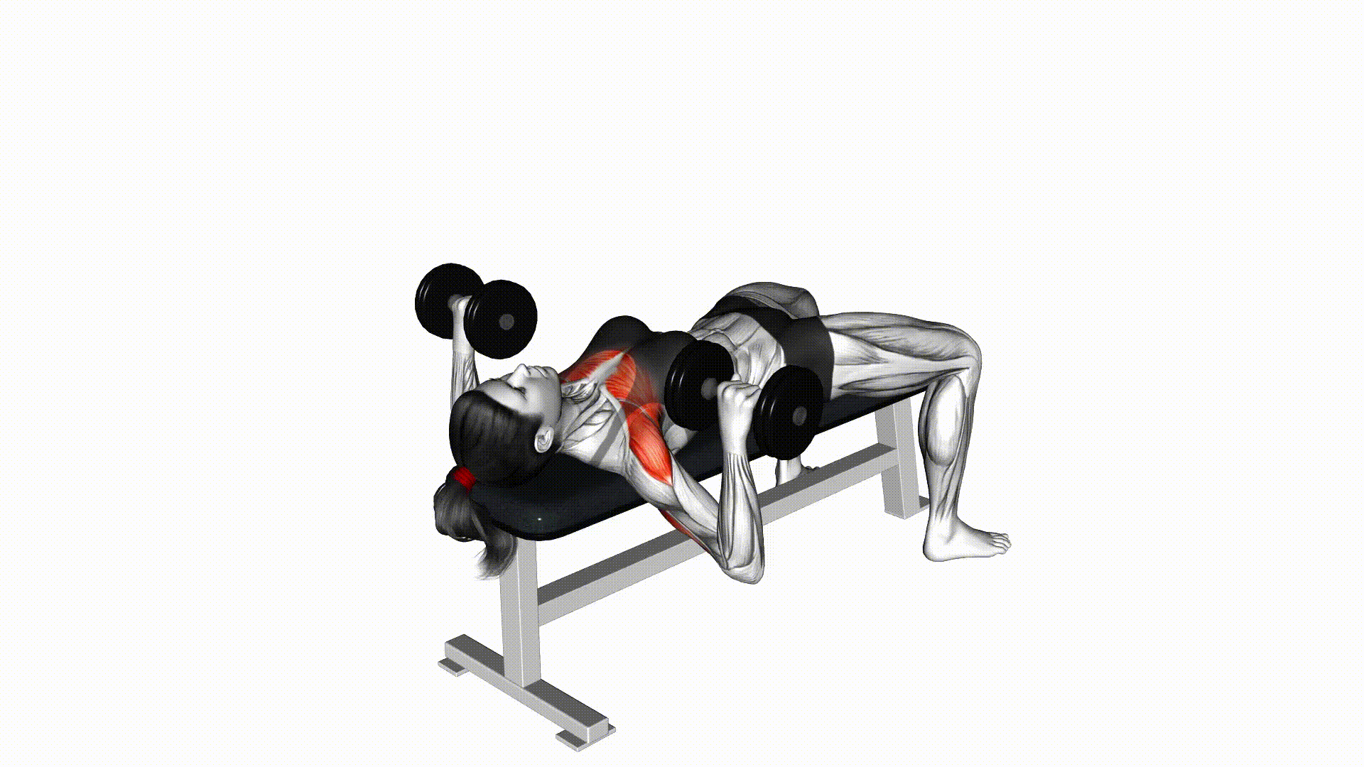 Dumbbell Chest Press demonstration