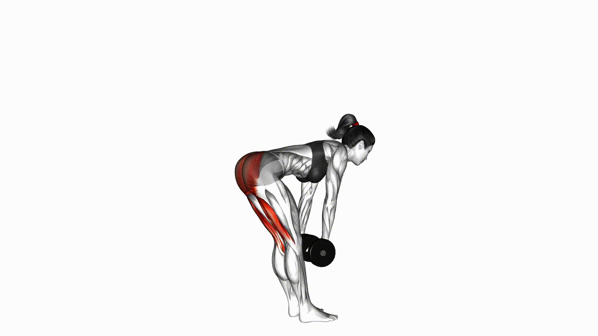 Dumbbell Romanian Deadlift demonstration